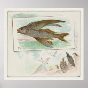 Vintage Illustration von Barbados-Fischen (1889) Poster