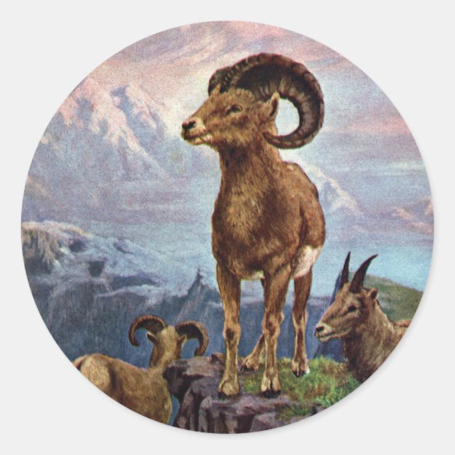 Vintage Illustration von Bighorn Sheep Runder Aufkleber (Vorderseite)