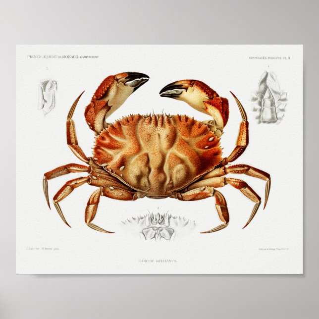 Vintage Illustration von Dungeness Crab Poster (Vorne)