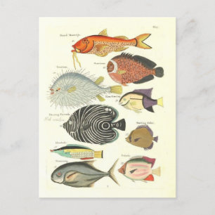 Vintage-Illustration von farbenfrohen Fischen Postkarte