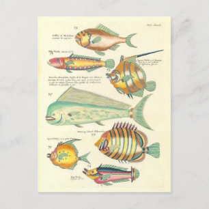 Vintage-Illustration von farbenfrohen Fischen Postkarte