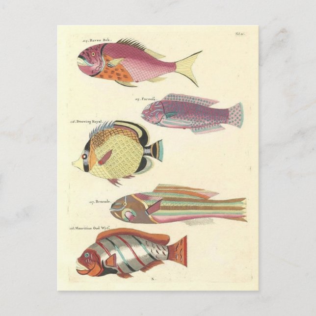 Vintage Illustration von farbigen Fischen Postkarte (Vorderseite)