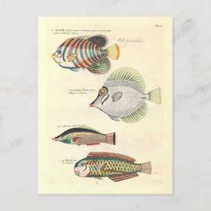 Vintage Illustration von farbigen Fischen Postkarte