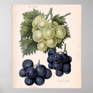 Vintage-Illustration von Grapefruit-Blüten Poster