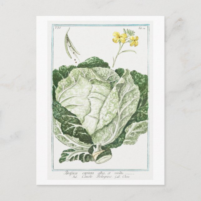 Vintage Illustration von Grünkohl Postkarte (Vorderseite)
