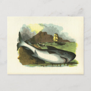 Vintage-illustration von Haien aus dem Jahr 1859, Postkarte