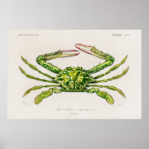 Vintage-Illustration von Schalentieren Poster