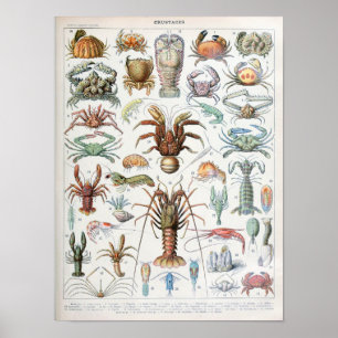 Vintage-Illustration von Schalentieren Poster