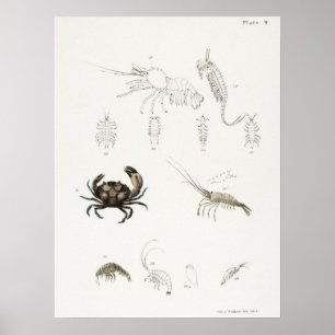Vintage-Illustration von Schalentieren Poster