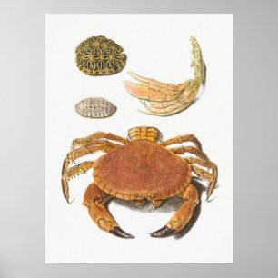 Vintage-Illustration von Schalentieren Poster