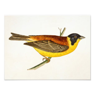 Vintage Illustration von Singvögeln - Vögel aus de Fotodruck