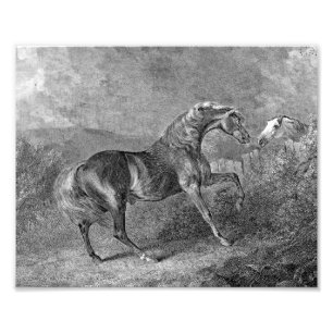 Vintage Illustration von Stallion Horse Fotodruck