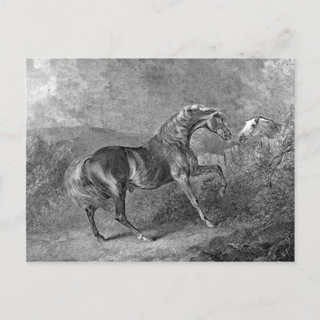 Vintage Illustration von Stallion Horse Postkarte (Vorderseite)