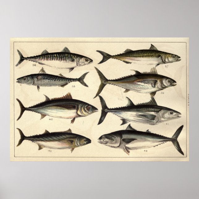 Vintage Illustration von Thunfisch, Makrele und Bo Poster (Vorne)