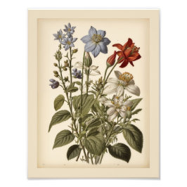 Vintage-Illustration von Wildblumen Fotodruck