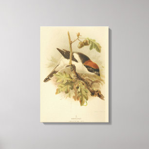Vintage Illustration von Woodchat Shrike Leinwanddruck