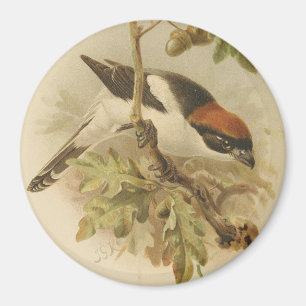 Vintage Illustration von Woodchat Shrike Magnet