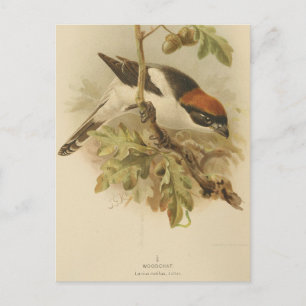 Vintage Illustration von Woodchat Shrike Postkarte