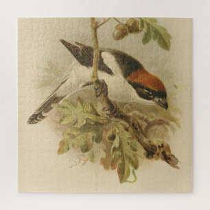 Vintage Illustration von Woodchat Shrike Puzzle