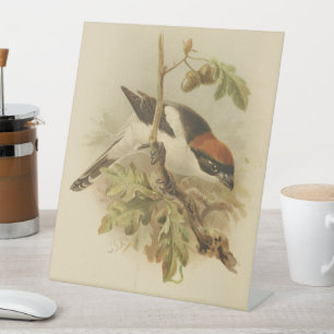 Vintage Illustration von Woodchat Shrike Sockelschild
