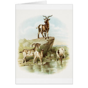 Vintage Illustration - Ziegen nahe einem Teich,