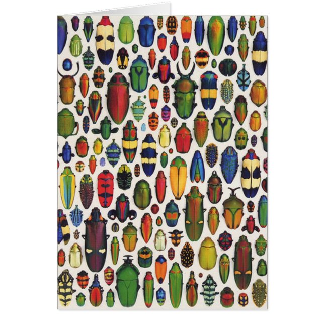 Vintage Illustrierte Käfer (Vorne)