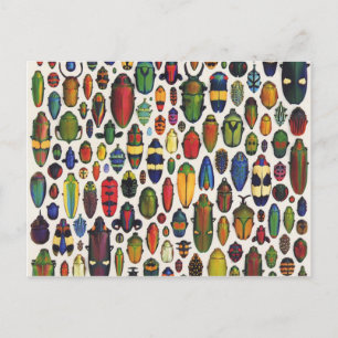 Vintage Illustrierte Käfer Postkarte