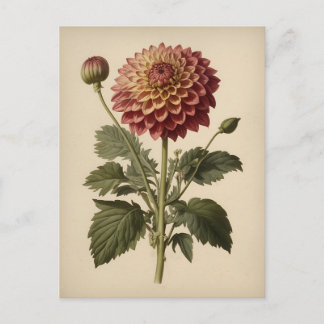 Vintage Ilustration of a Dahlia  Postkarte