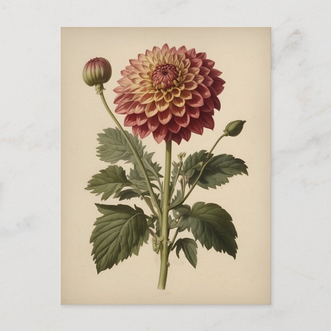 Vintage Ilustration of a Dahlia  Postkarte (Vorderseite)