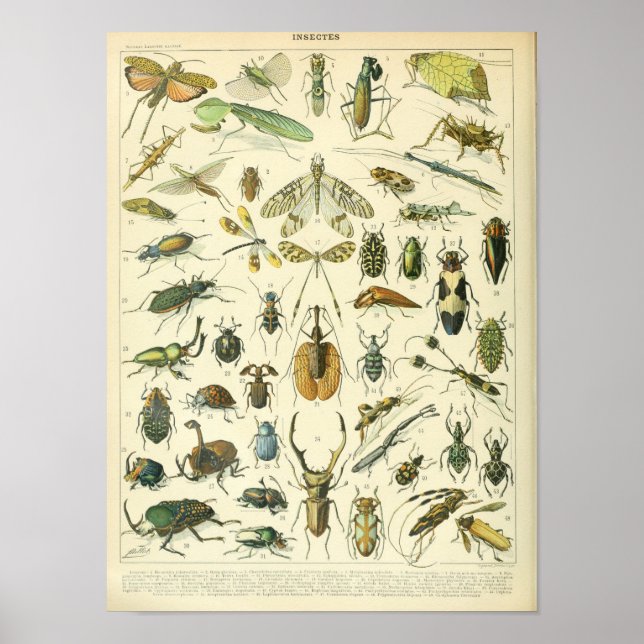 Vintage Insect and bugs scientific poster (Vorne)