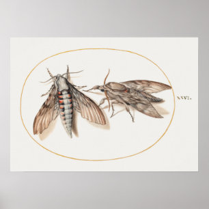 Vintage-Insekten-Illustrationsposter Poster