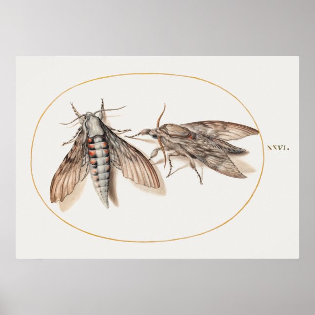 Vintage-Insekten-Illustrationsposter Poster (Vorne)