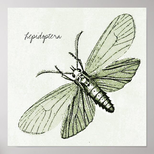 Vintage Insekten Motten Entomologie - Bugs Illustr Poster (Vorne)