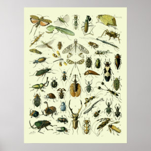 Vintage Insekten Poster