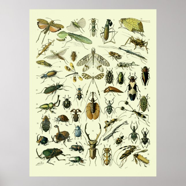 Vintage Insekten Poster (Vorne)