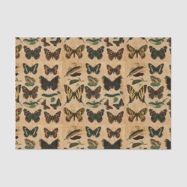 Vintage Insekten Schmetterlingssammlung Seidenpapier (Vorderseite)