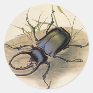 Vintage Insekten und Bugs, Rhinozeroskäfer Runder Aufkleber