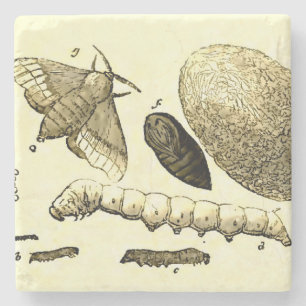 Vintage Insektenabbildung Seidenraupe Motte Steinuntersetzer