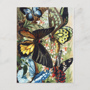 Vintage Insektendarstellung Postkarte