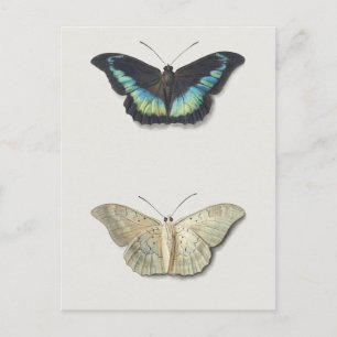 Vintage Insektendarstellung Postkarte