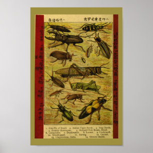 Vintage Insektenkäfer - Naturgeschichte Poster