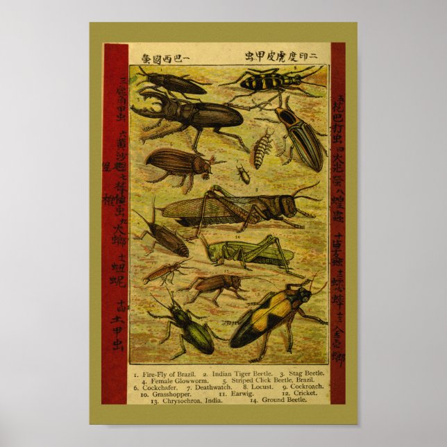 Vintage Insektenkäfer - Naturgeschichte Poster (Vorne)