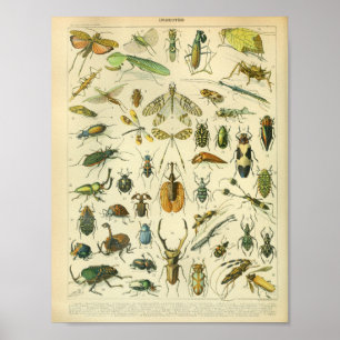 Vintage Insektenkunst Poster