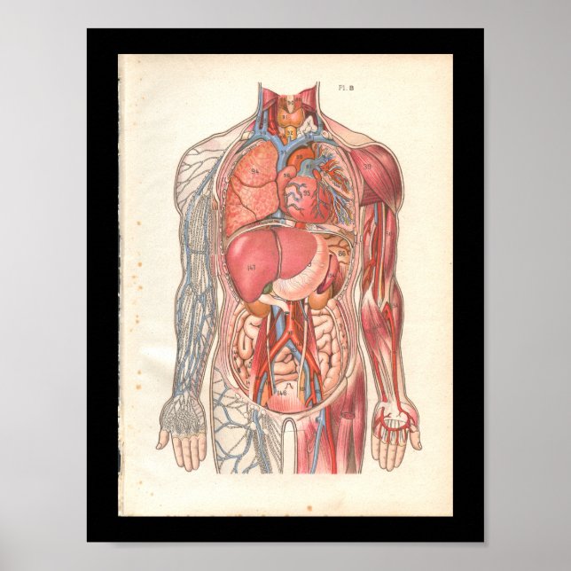 Vintage interne Anatomie Poster (Vorne)
