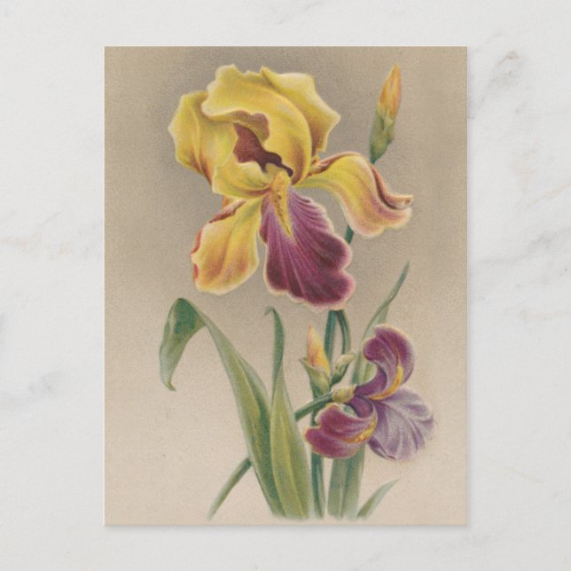 Vintage Iris-Blume Postkarte (Vorderseite)