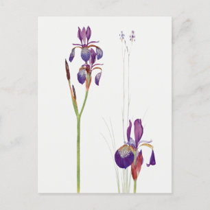 Vintage Iris Blume Postkarte