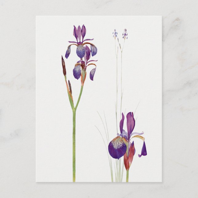 Vintage Iris Blume Postkarte (Vorderseite)