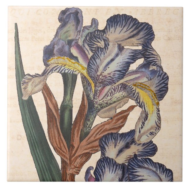 Vintage Iris-Blumen-Antiken-botanischer Druck Fliese (Vorderseite)