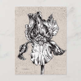 Vintage Iris Zeichnend Postkarte