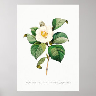 Vintage-japanische Kamelien-Botanikillustration Poster